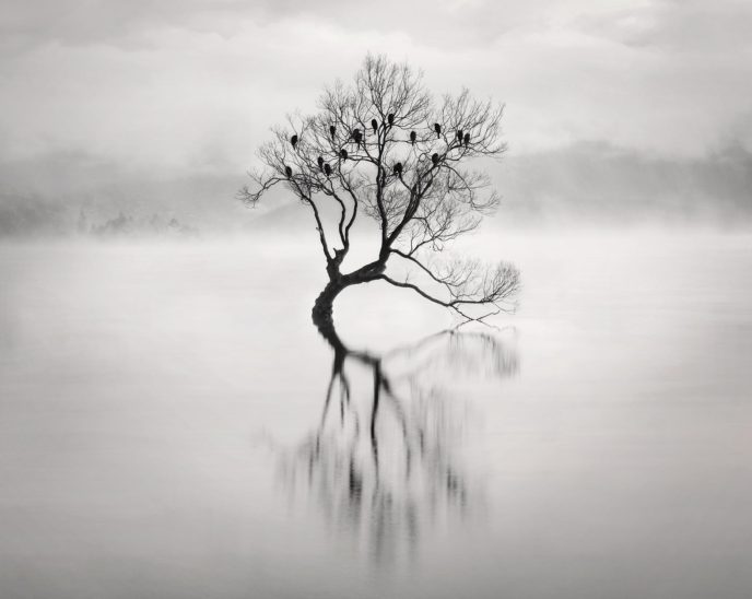 a lone tree