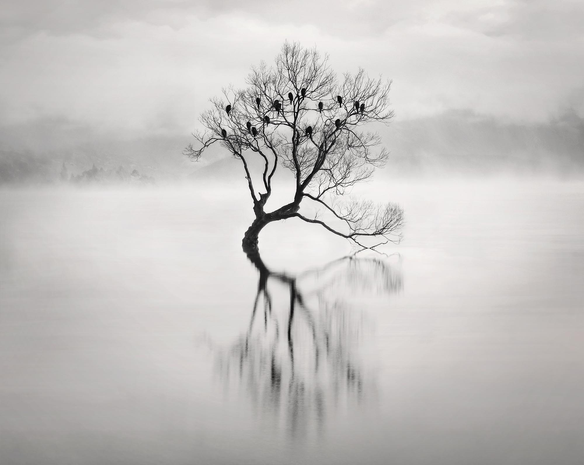 a lone tree